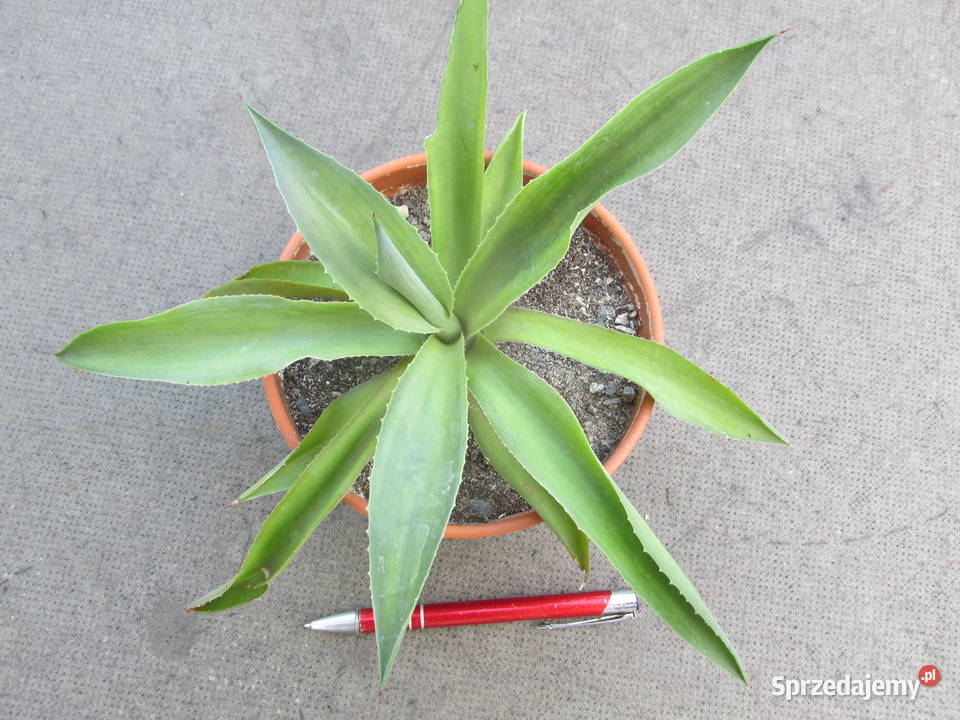 Ładna agawa Agave desmettiana Jacobi sadzonka Kraków