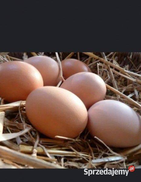 Jajka wiejskie 1 Kochanowice