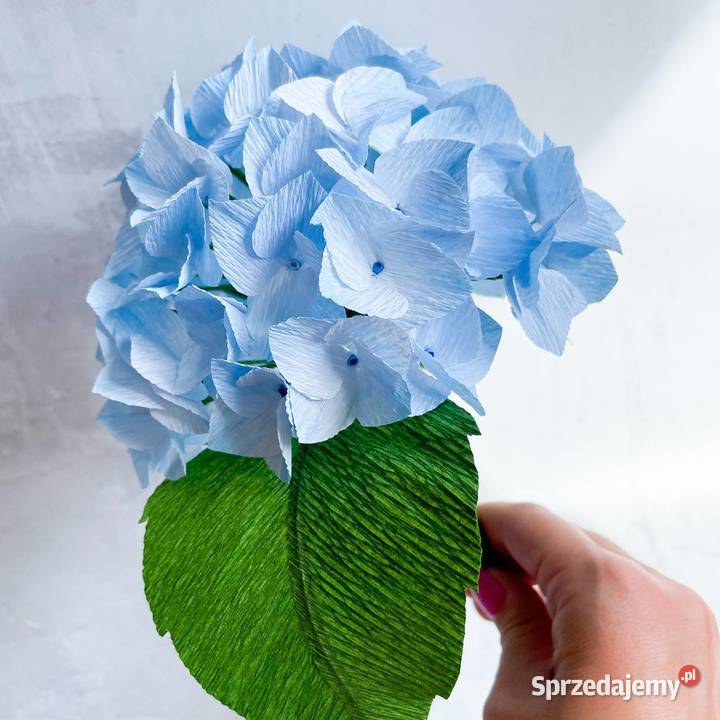 Hortensja z krepiny włoskiej Zielona Góra sprzedam