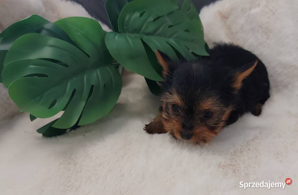 Piekne sunie yorkshire terrier dolnośląskie Brzeg Dolny