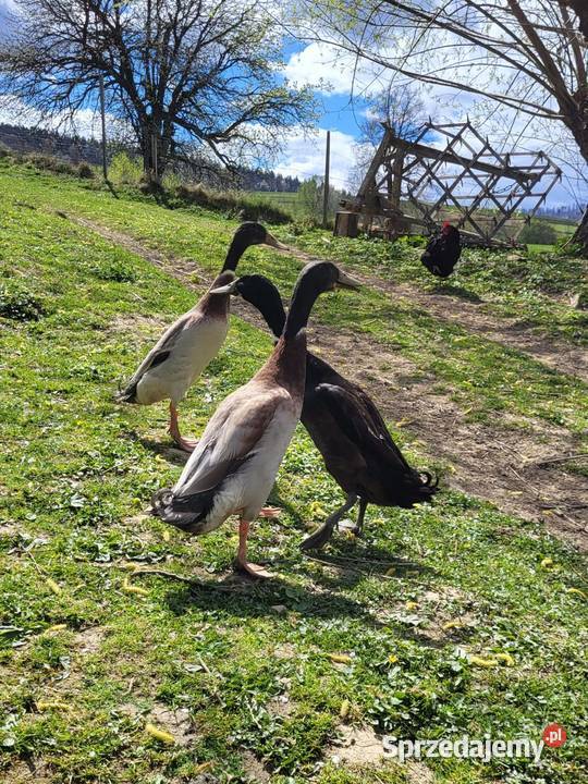 Kaczor biegus indyjski podkarpackie Rakowa