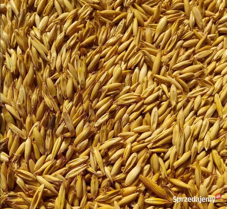 sprzedam owies bingo Kruszki