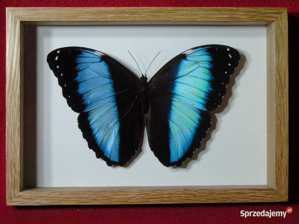 Motyl w ramce gablotce 20 x 14 Morpho achilles Szczecin