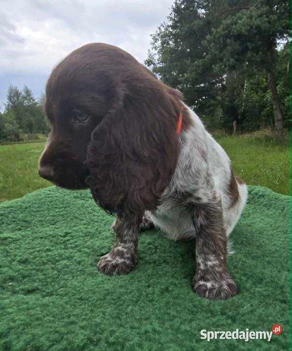 Polski Spaniel Myśliwski planowany miot Święta Lipka sprzedam