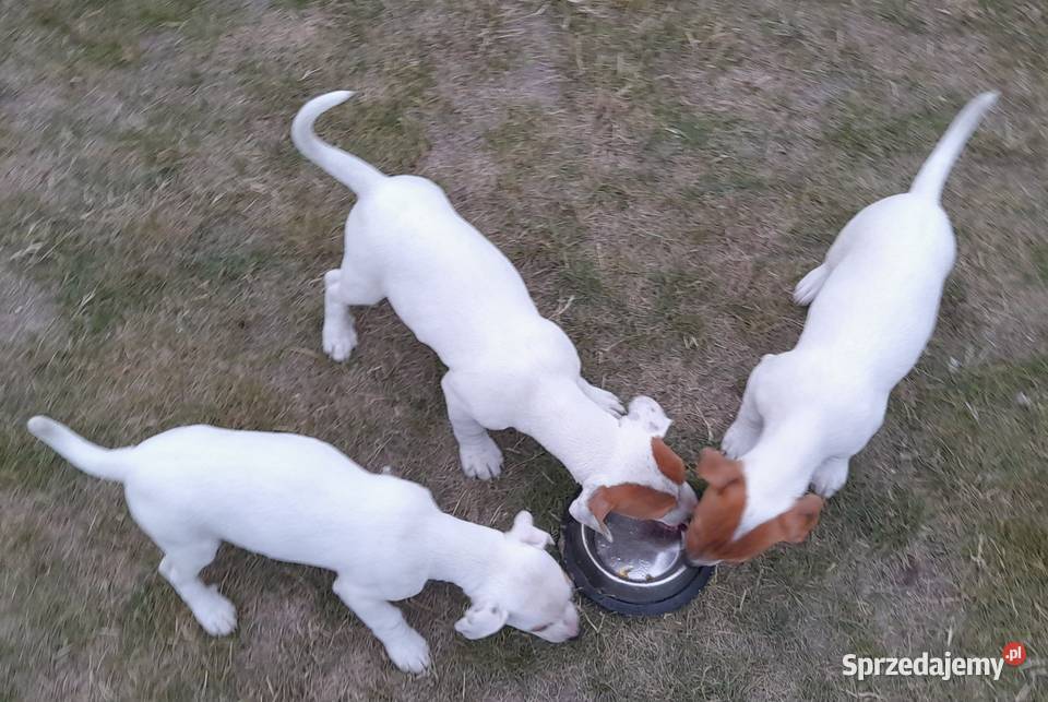 Jack Russell Terrier gotowe do odbiuru Zwoleń