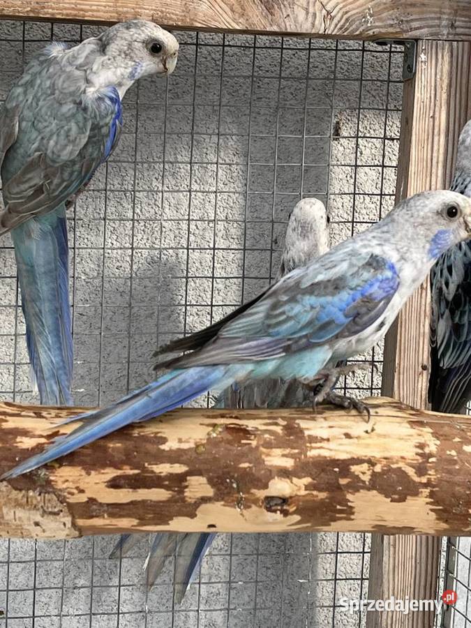 Rozelle białolice śląskie Sośnicowice