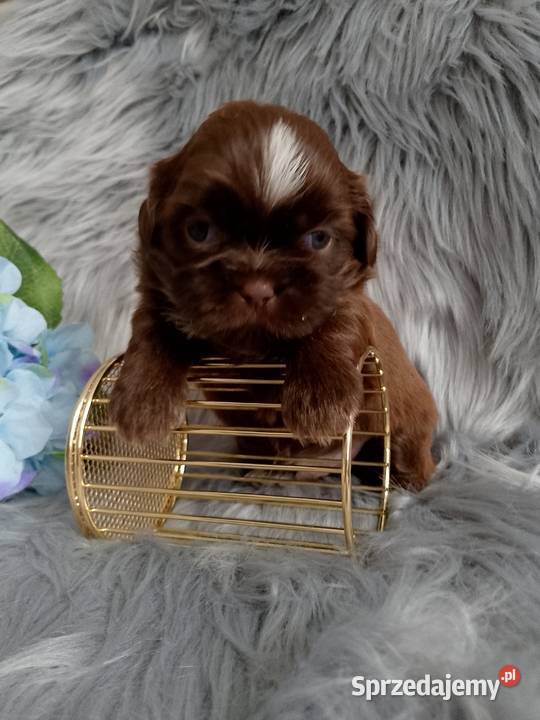 Piękny czekoladowy piesek rasy ShihTzu Shih Tzu Kępno