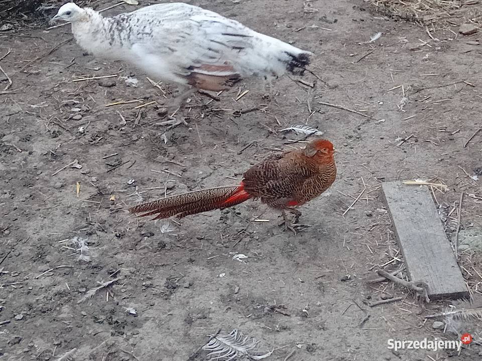 Bażanty bananowezłote dzikie Wawrzeńczyce sprzedam