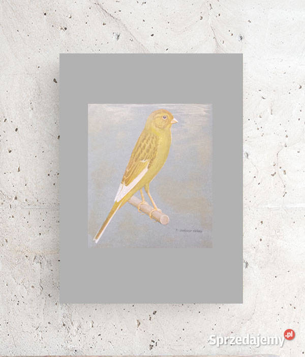 plakat vintage kanarek plakat vintage obraz ptak odcienie szarości Dekoracje i ozdoby Gdańsk