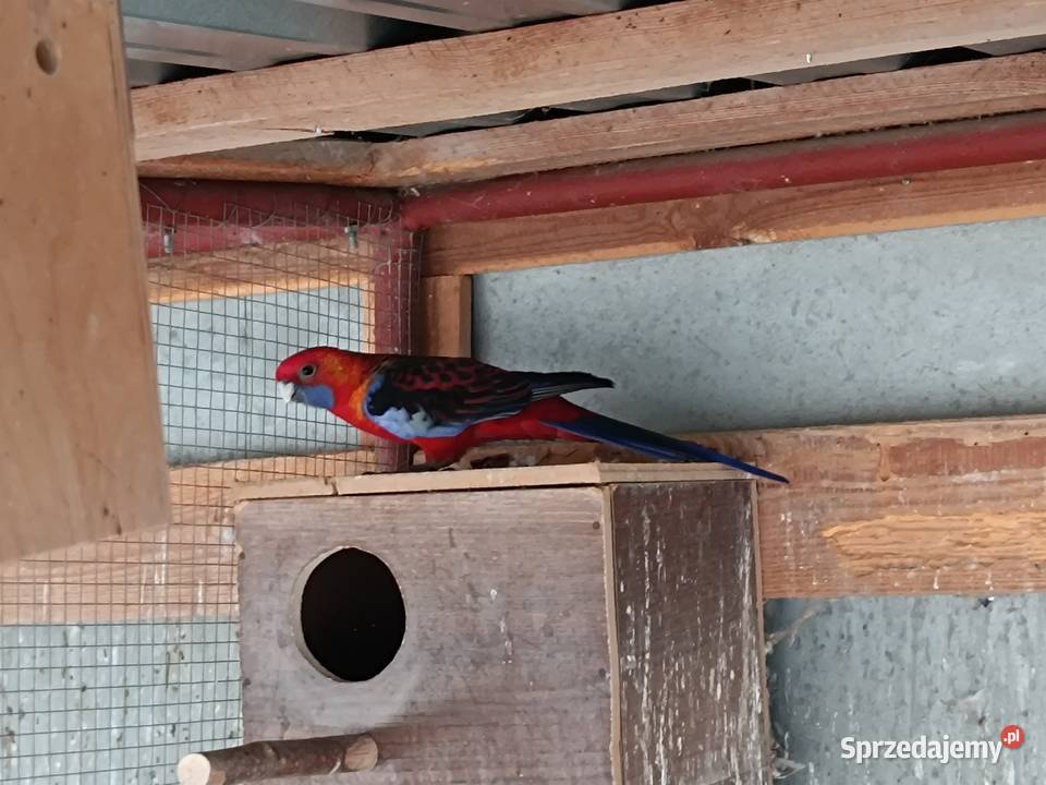 Papuga rozella królewska samica Przymiłowice