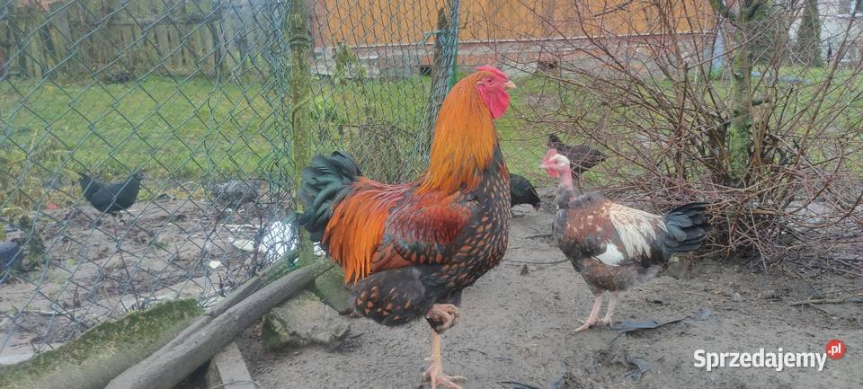 Sprzedam koguty lubelskie Sobieska Wola Druga