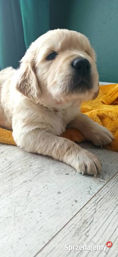 Golden retriever złote szczenięta