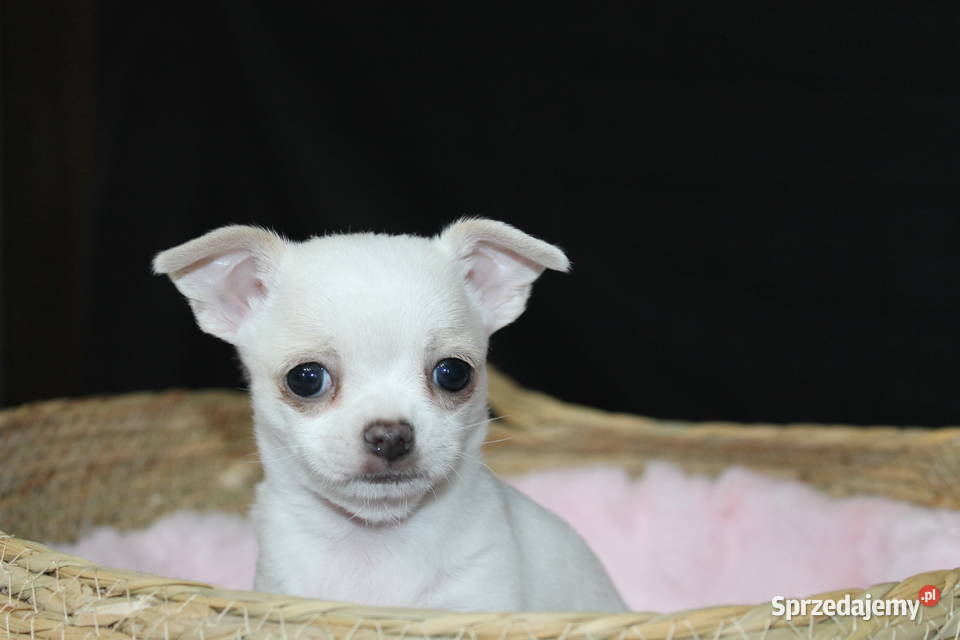 Chihuahua krótkowłosy biały chłopiec ZKwP FCI Świnoujście