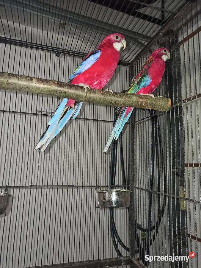 Papugi Ptaki podkarpackie Krasne sprzedam