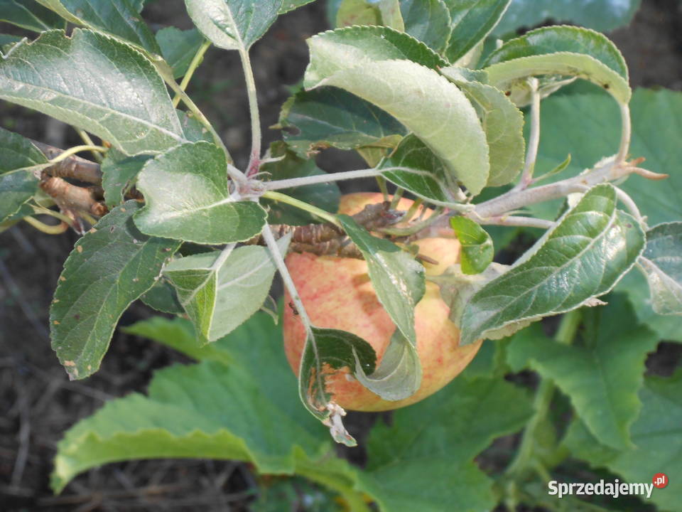 SPRZEDAM UROKLIWE SIEDLISKO W BORACH TUCHOLSKICH 105m2 Śliwiczki