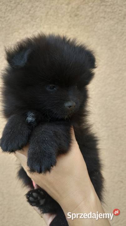 Szpic miniaturowy pomeranian Laski