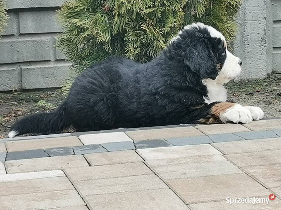 Berneński pies pasterski szczeniak Brudzewice
