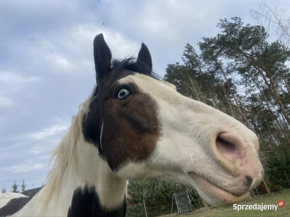 Stanówka Ogier APH Zamość