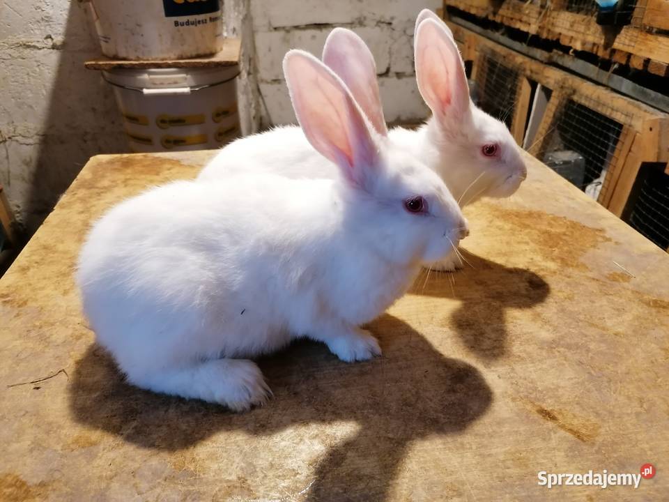 Termondzki bialy Tarnowskie Góry