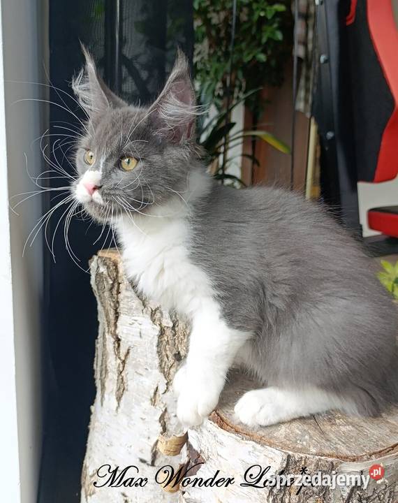 duży niebieski z białym Maine Coon FPL Gdańsk