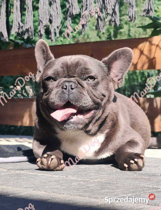 Piesek suczka Buldog francuski niebieski BLUE Buldog