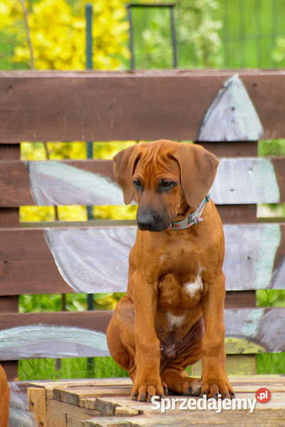 Szczenięta rhodesian ridgeback rodowodowe ZKwP Rzeszów