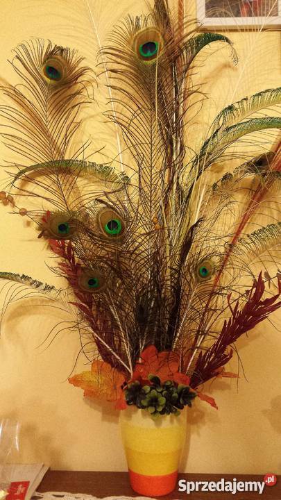 Pawie pióra mieczowe boczne podkarpackie Rzeszów