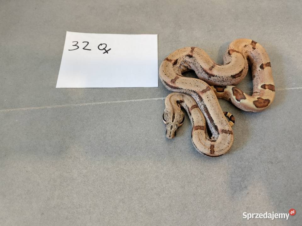 Młode boa cesarskie cb26 Gady i płazy Połomia