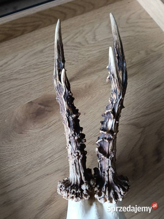 Rogacz silny medalowy Olsztyn