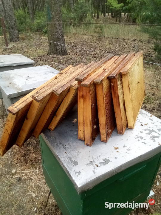 odbudowane ramki susz Pszczoły Śrem