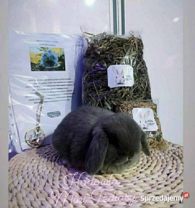 Mini lop karzełek Teddy lewek mini rex króliki Krosno