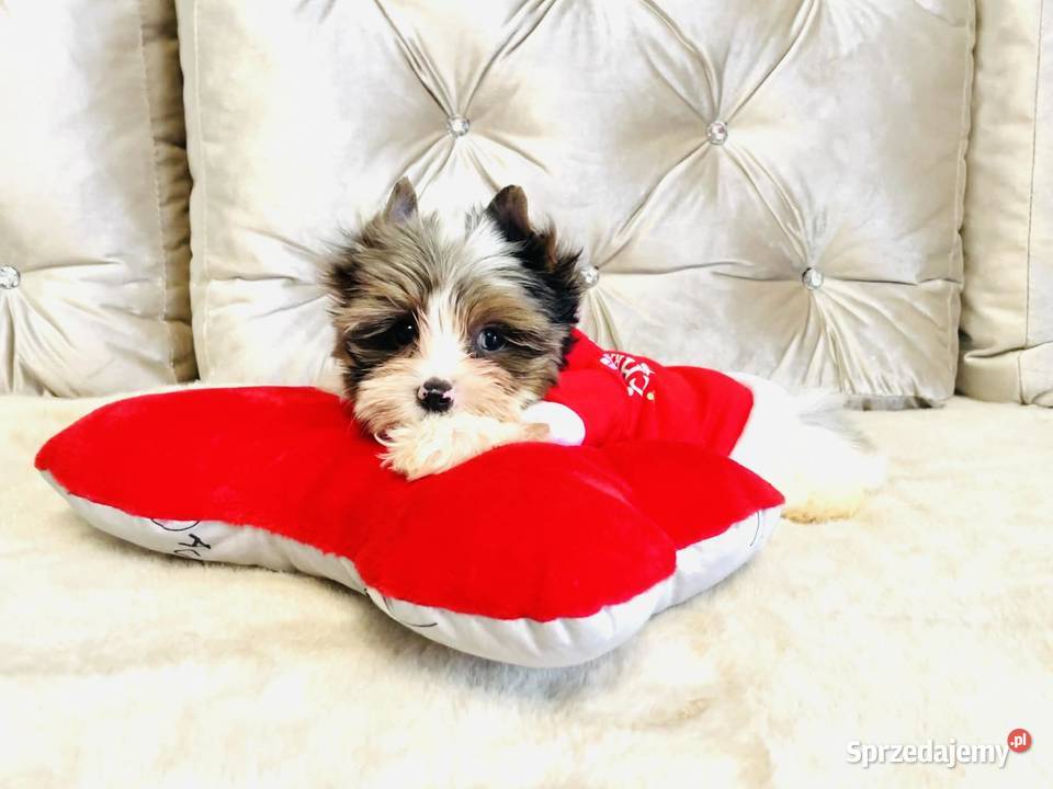 York Mikołaj z Bajki taki do Kochania Opole