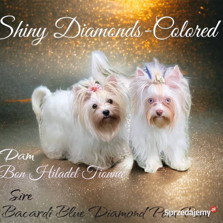 Golddust Yorkshire Terrier Dobczyce