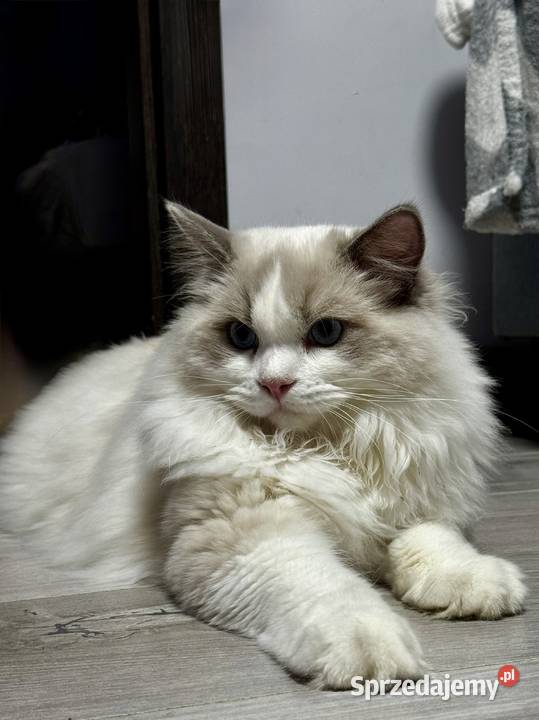 FPL kocur RAGDOLL blue bicolour śląskie Poręba sprzedam