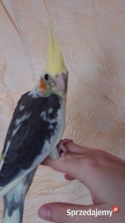 Papuga nimfa Kraków sprzedam