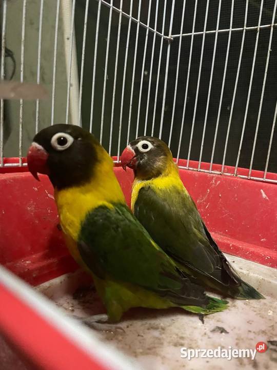 Nierozłączki para lęgowa Lubliniec sprzedam