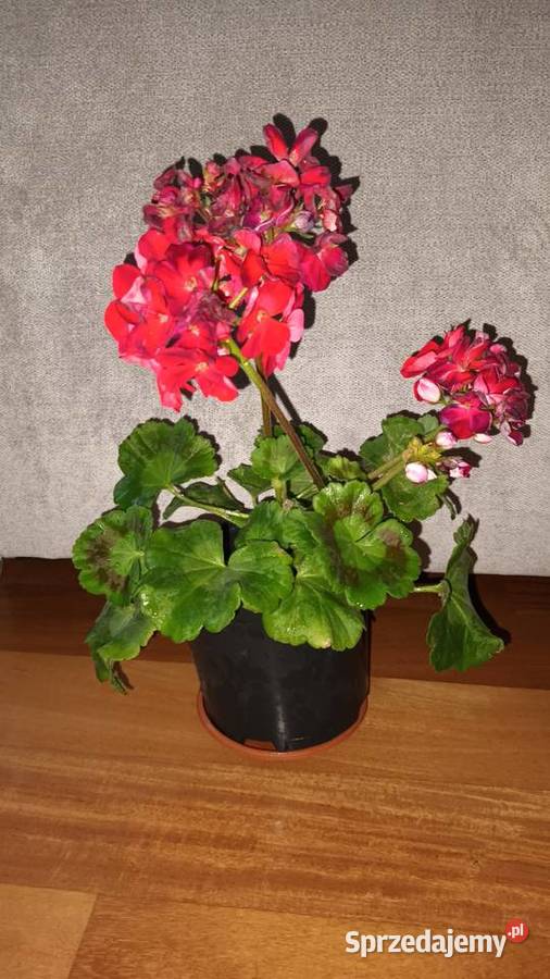Duża pelargonia kwitnąca aktualnie na czerwono sprzedam