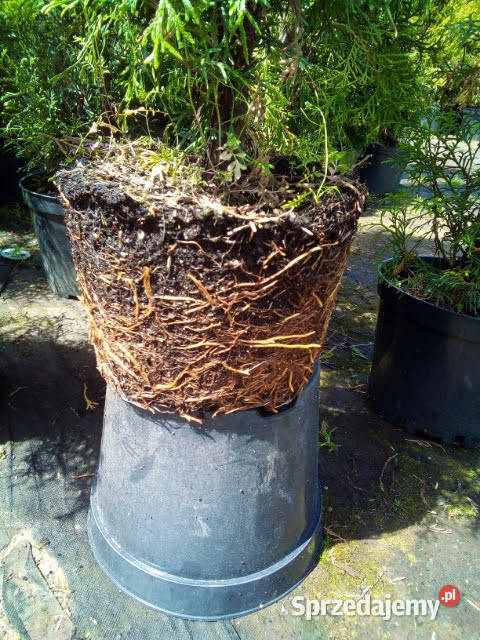 Tuja szmaragd szmaragdowa tuje na żywopłot Pozostałe Warszawa