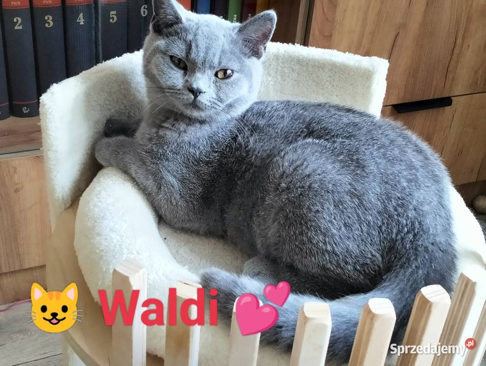 Piękny Waldi Rodowód Międzynarodowy łódzkie Łódź sprzedam