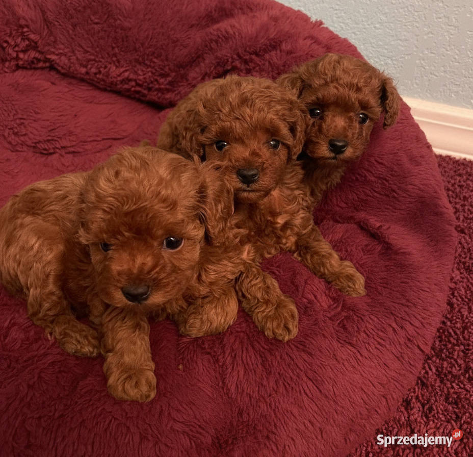 Sliczne pudel pudelki Toy i mini Pozostałe dolnośląskie Oława