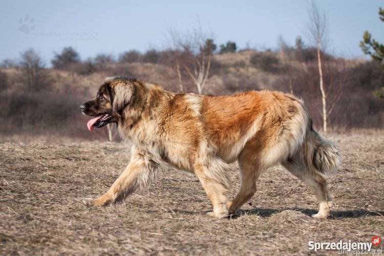 LEONBERGER SZCZENIĘTA Psy Niegowonice sprzedam