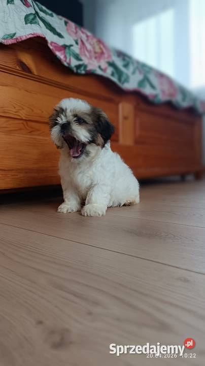 Szczeniaki shih tzu Tarnów