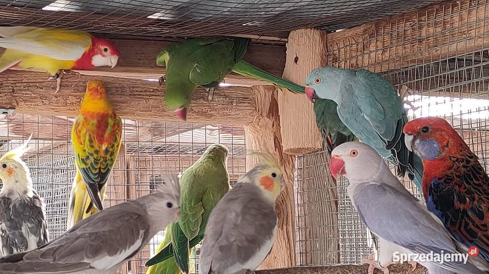 Papugi Rozelle gorskie baranandy łódzkie Bełchatów sprzedam