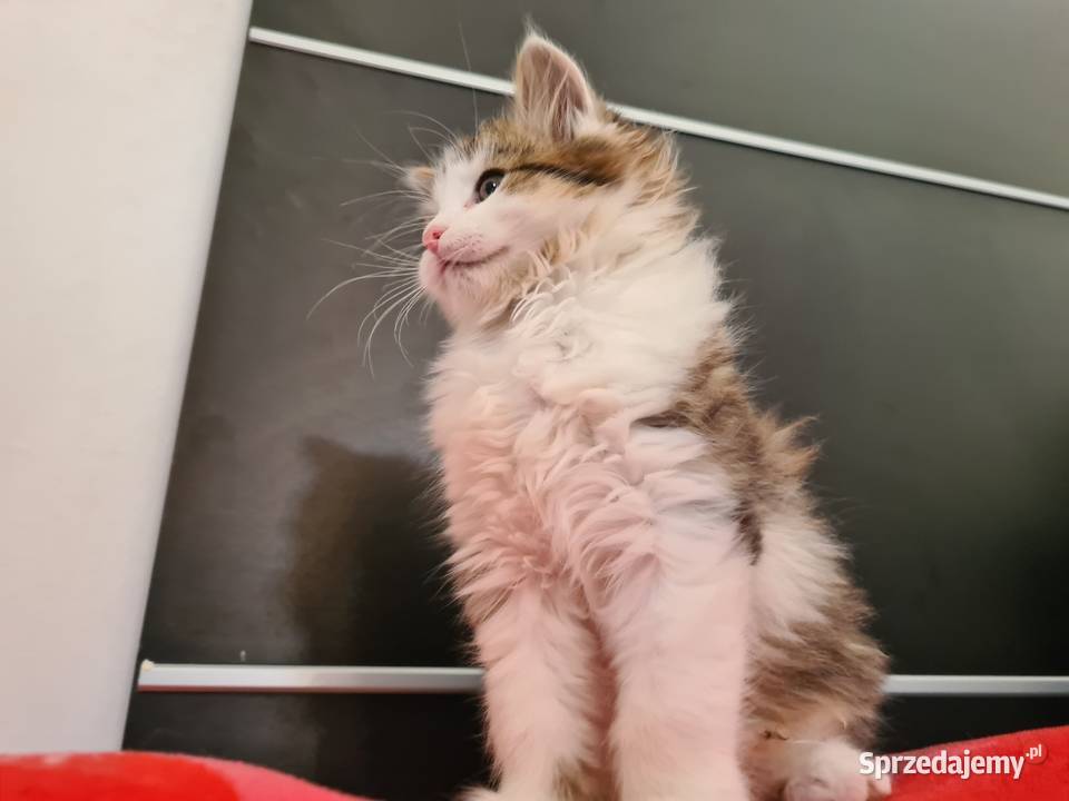 Maine Coon świętokrzyskie Drygulec