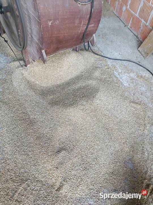 Żyto jare siew owies Wyszków