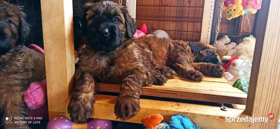 Briardszczeniak opolskie Opole sprzedam