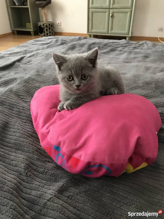 Sprzedam 2 miesięczna piękna kotka Brytyjska Warszawa sprzedam