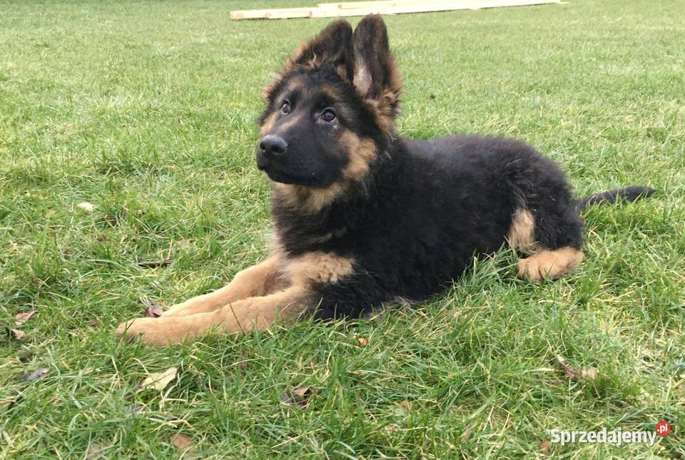 Szczeniaki owczarek niemiecki długowłosy Kiszkowo