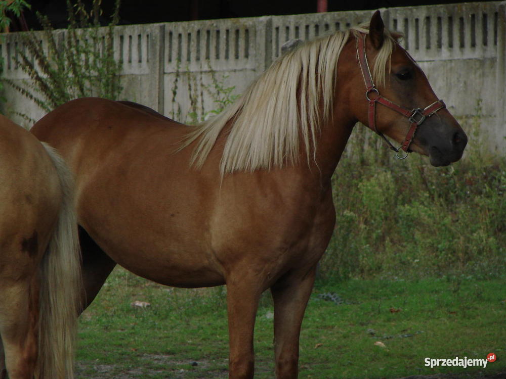 Konie Haflingery Pozostałe wielkopolskie Opatów