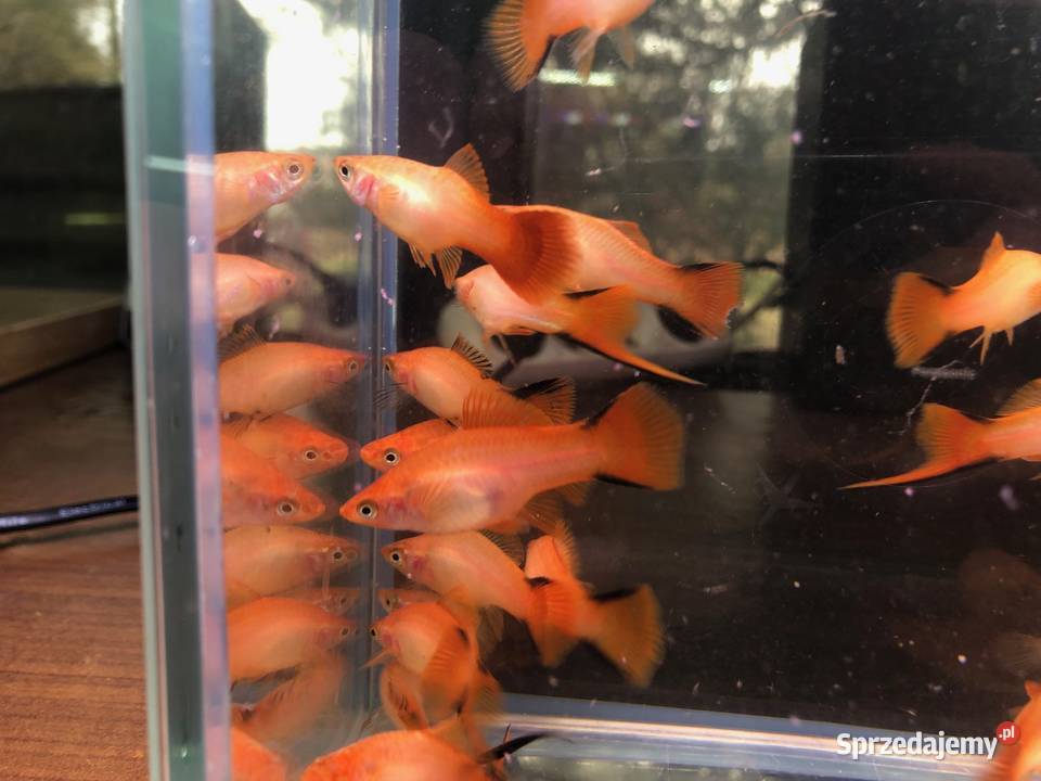 Mieczyk orange comet